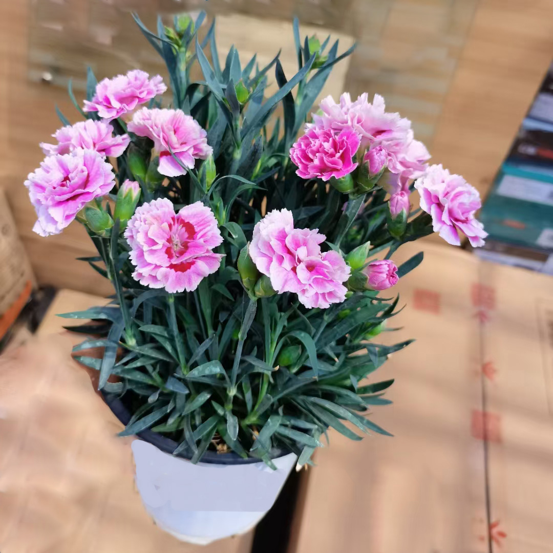 奥斯卡康乃馨150A级
