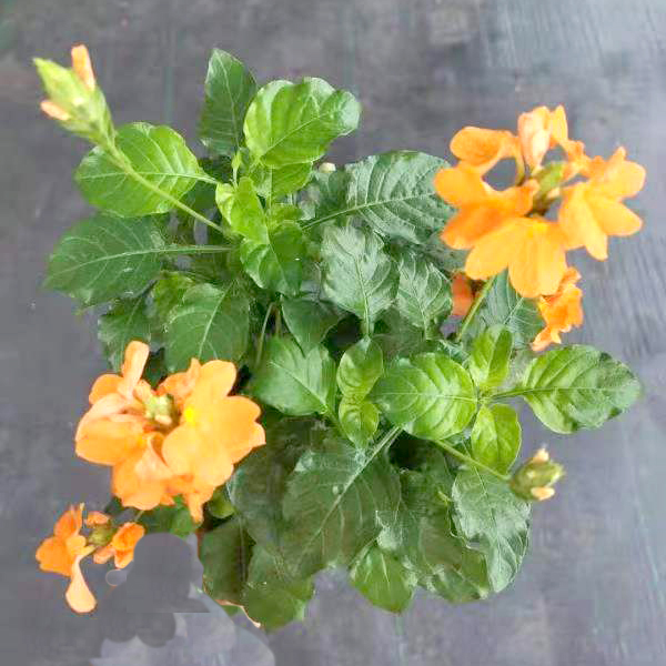 鸟尾花