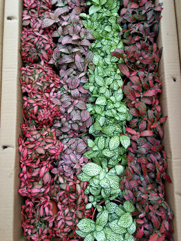 小火焰网纹草
