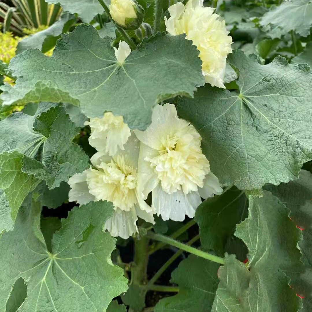 蜀葵