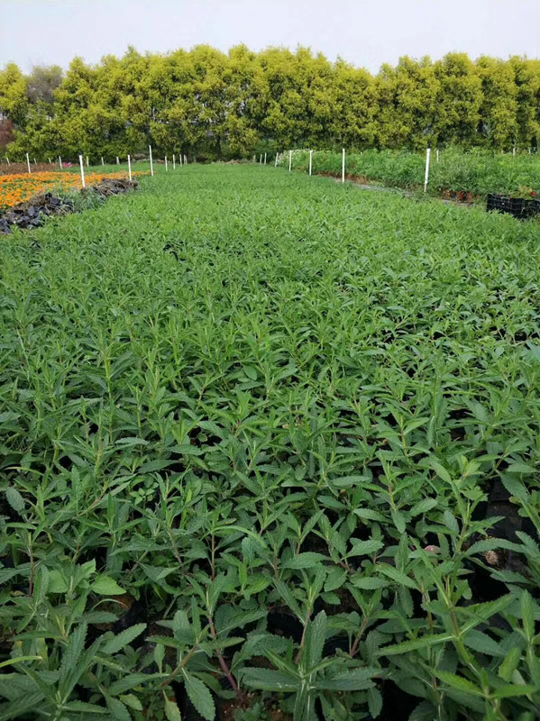 柳叶马鞭草7斤袋