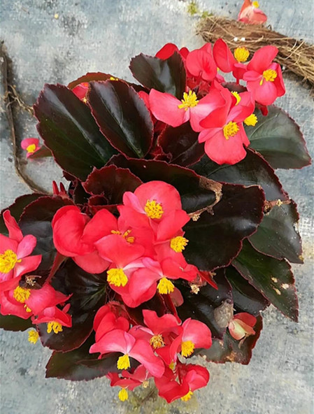大花海棠