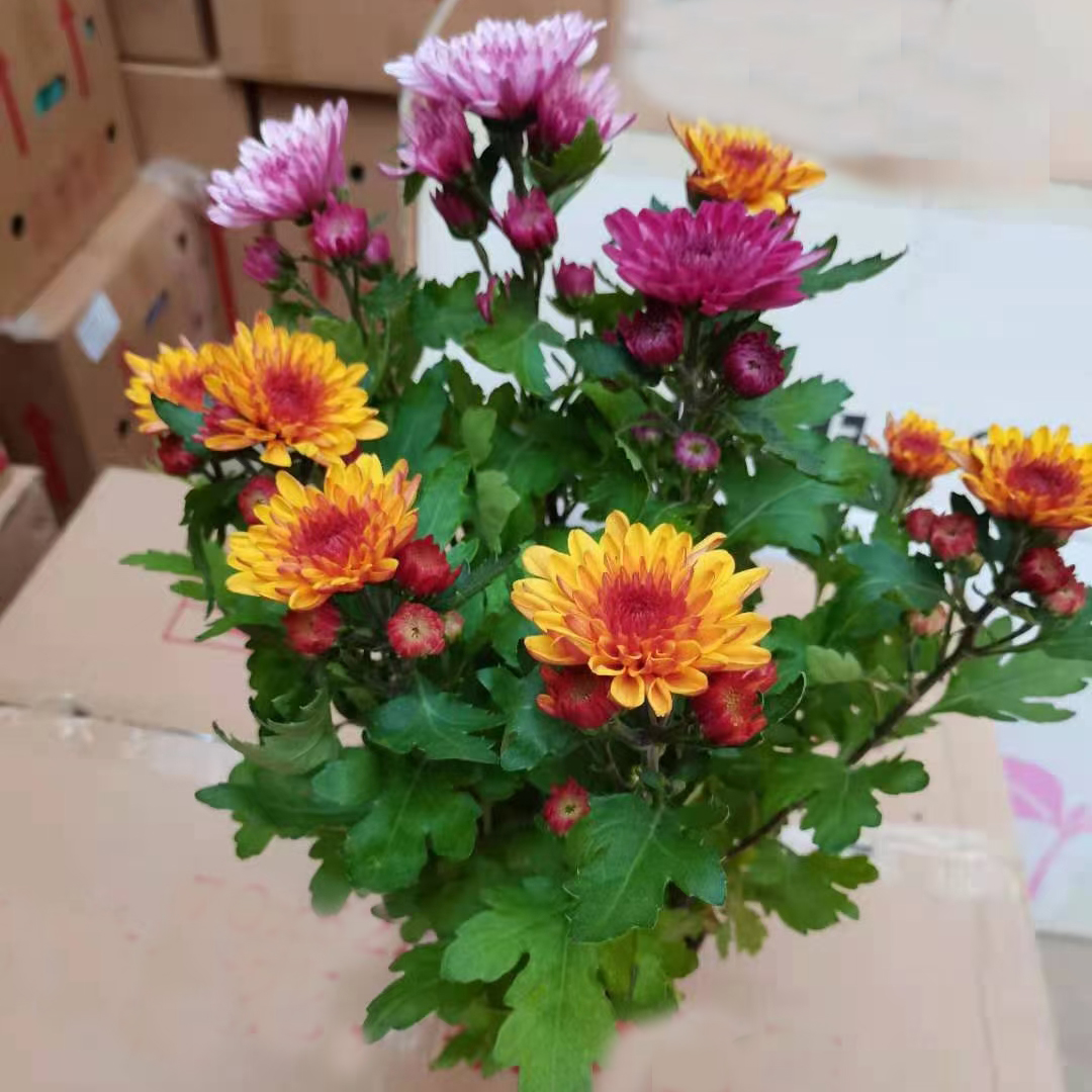 达芬奇彩菊
