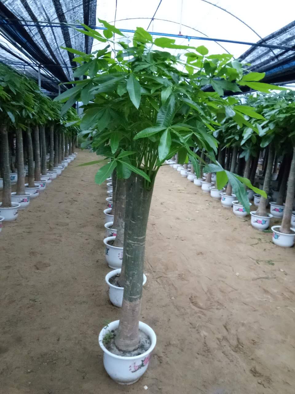发财树 单杆（白盆)