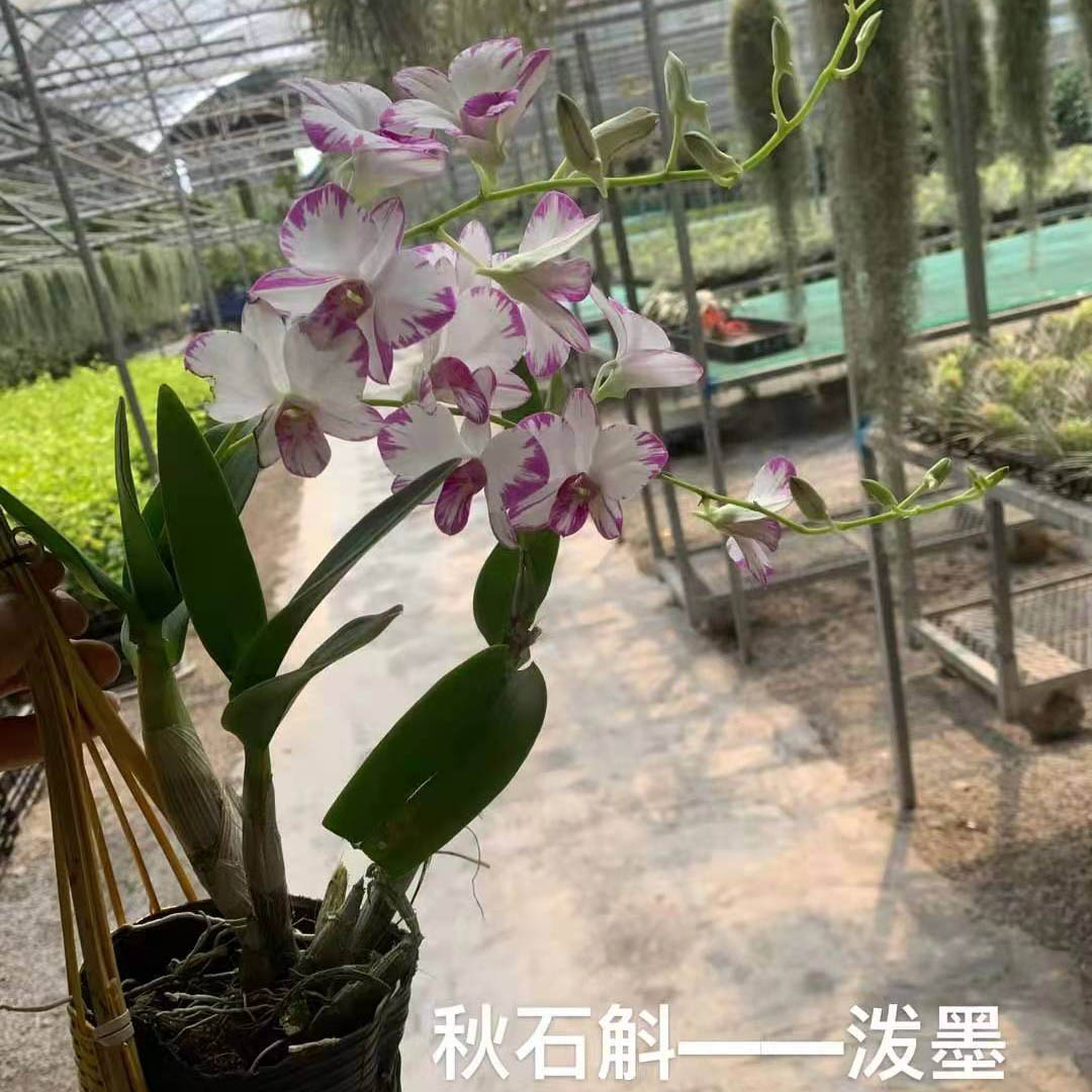 秋石斛