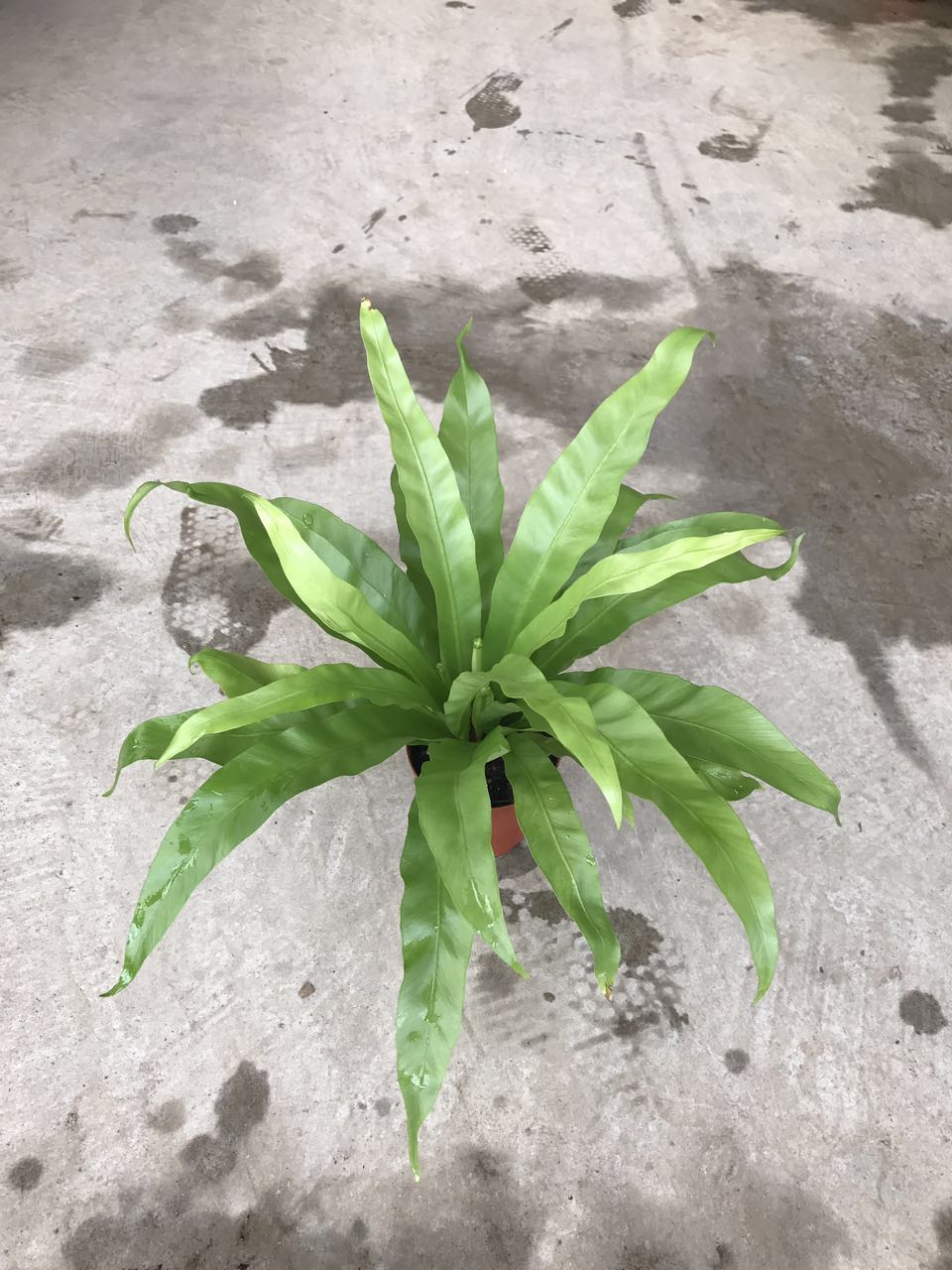 鸟巢蕨