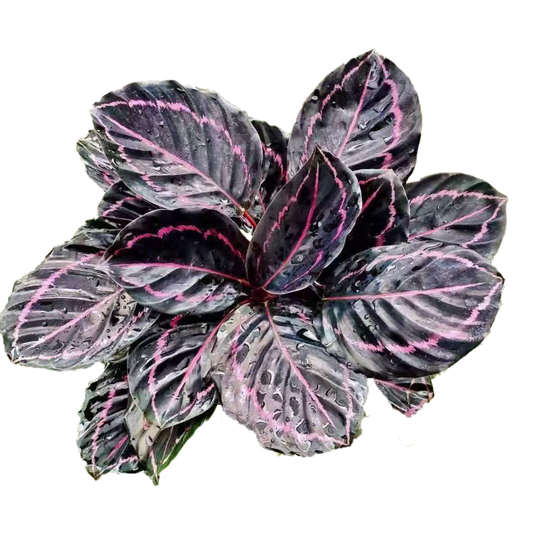 红美丽竹芋