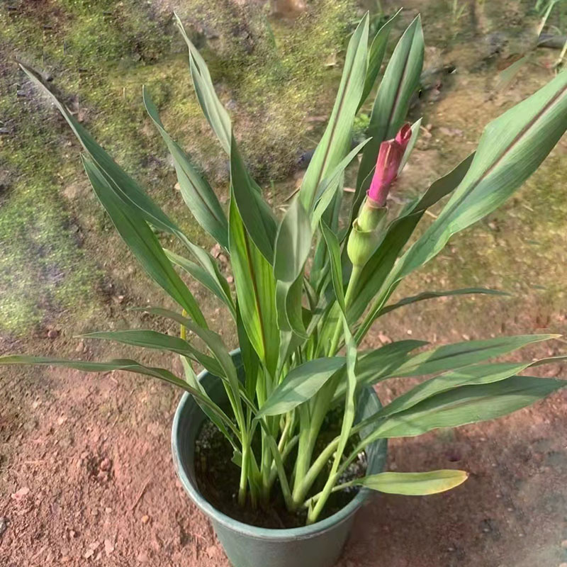 姜荷花