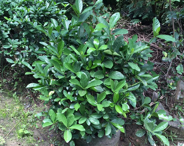 栀子花