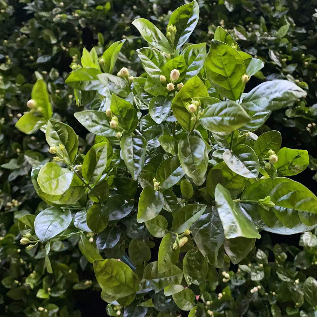茉莉花