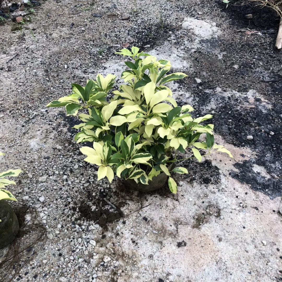 花叶鸭脚木（5斤袋/7斤）