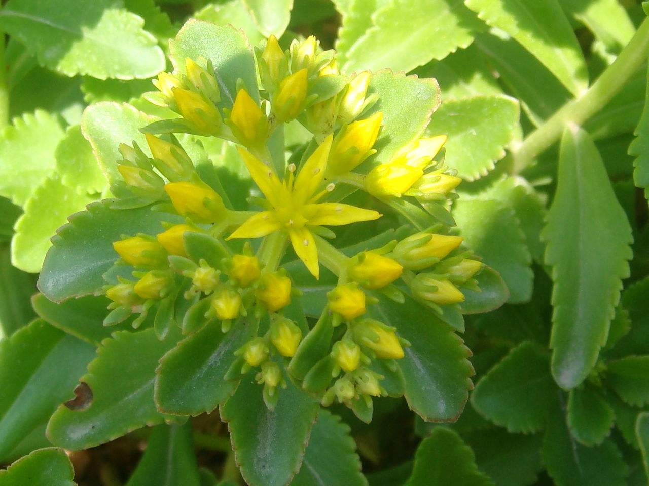 费菜（景天三七）