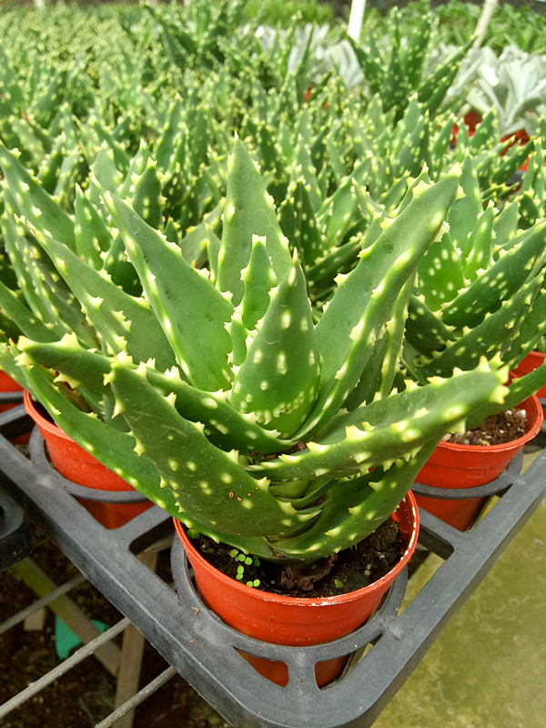 油点芦荟