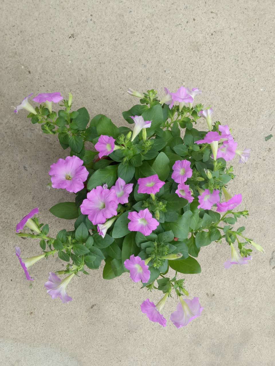 矮牵牛180#(冠幅30 高度25)