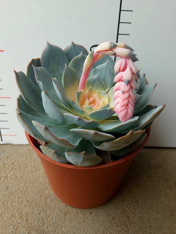 蓝石莲锦