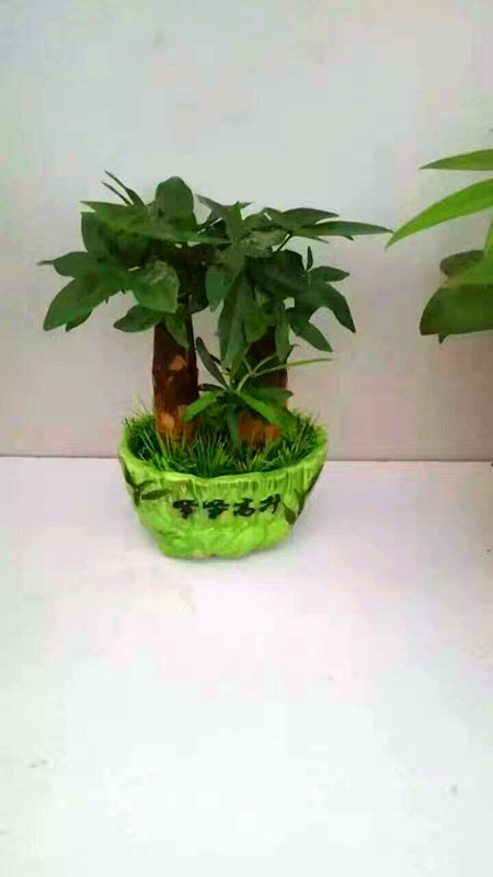 发财树单孔（瓷盆）