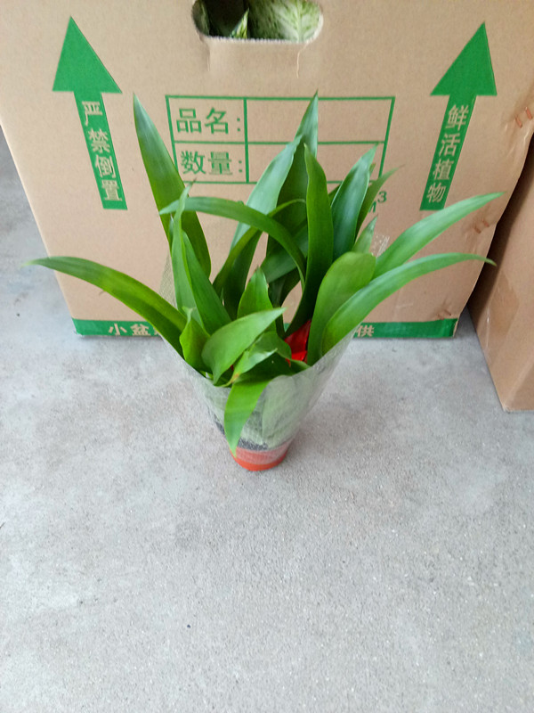 小红星