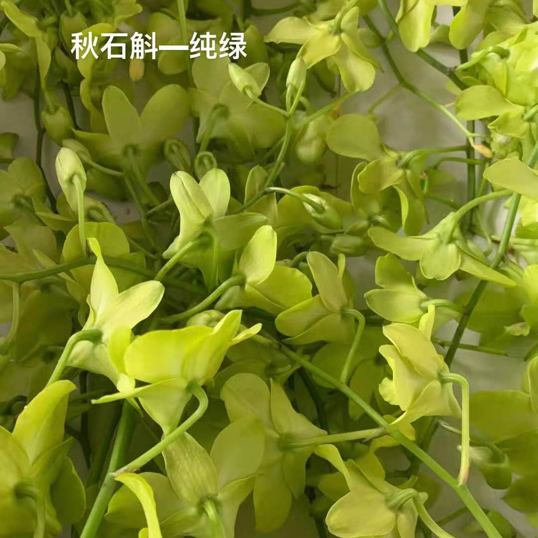 秋石斛