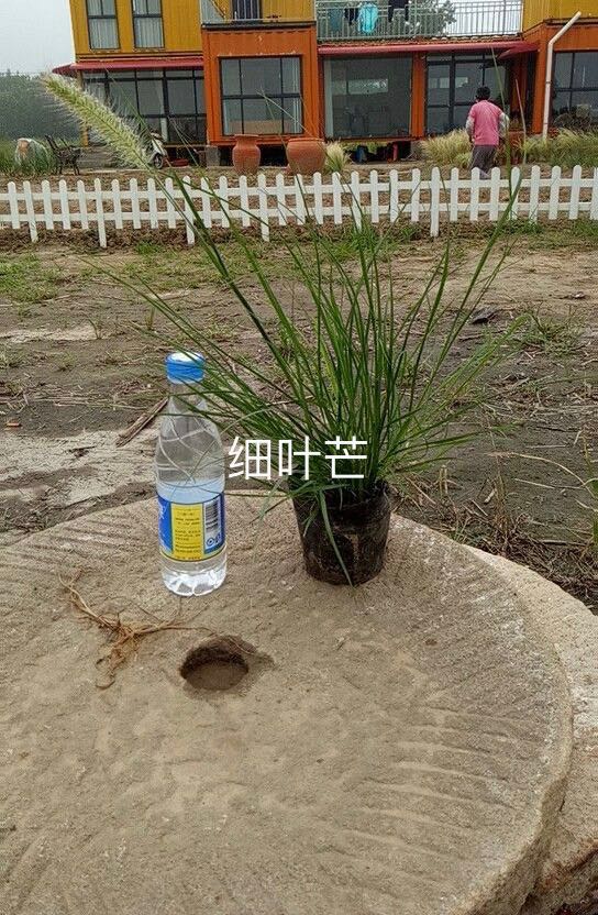 细叶芒7斤袋