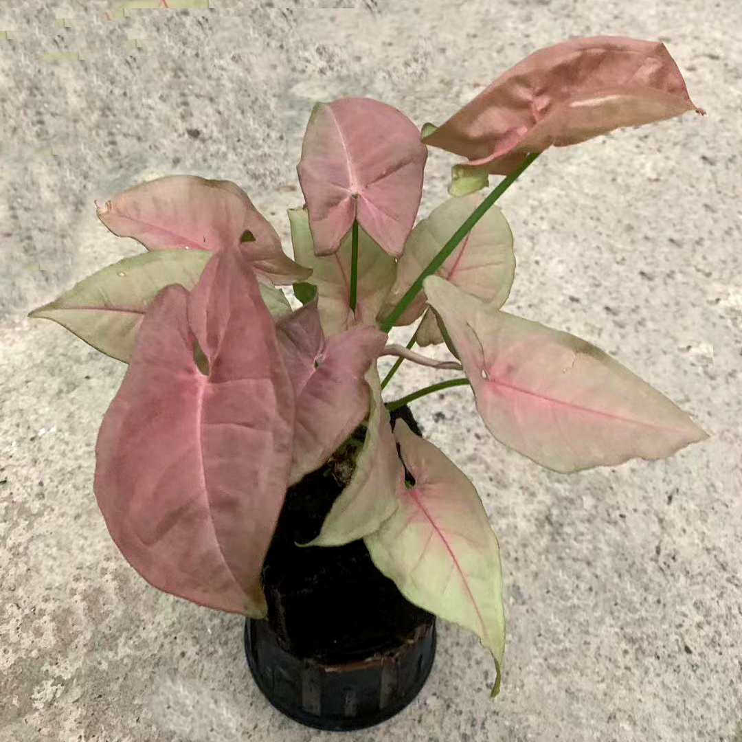各种泡棉植物