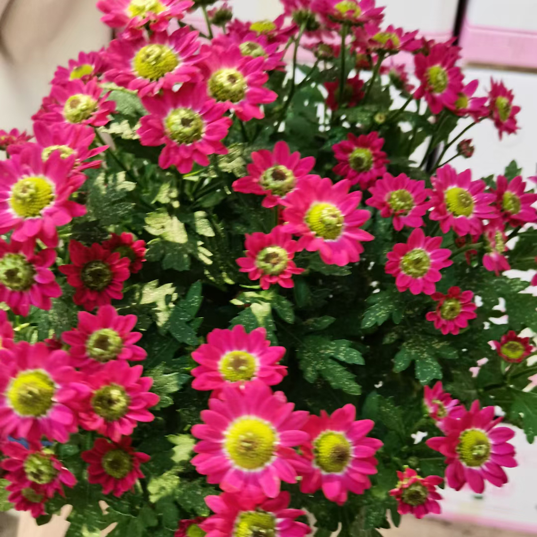 清新菊130#
