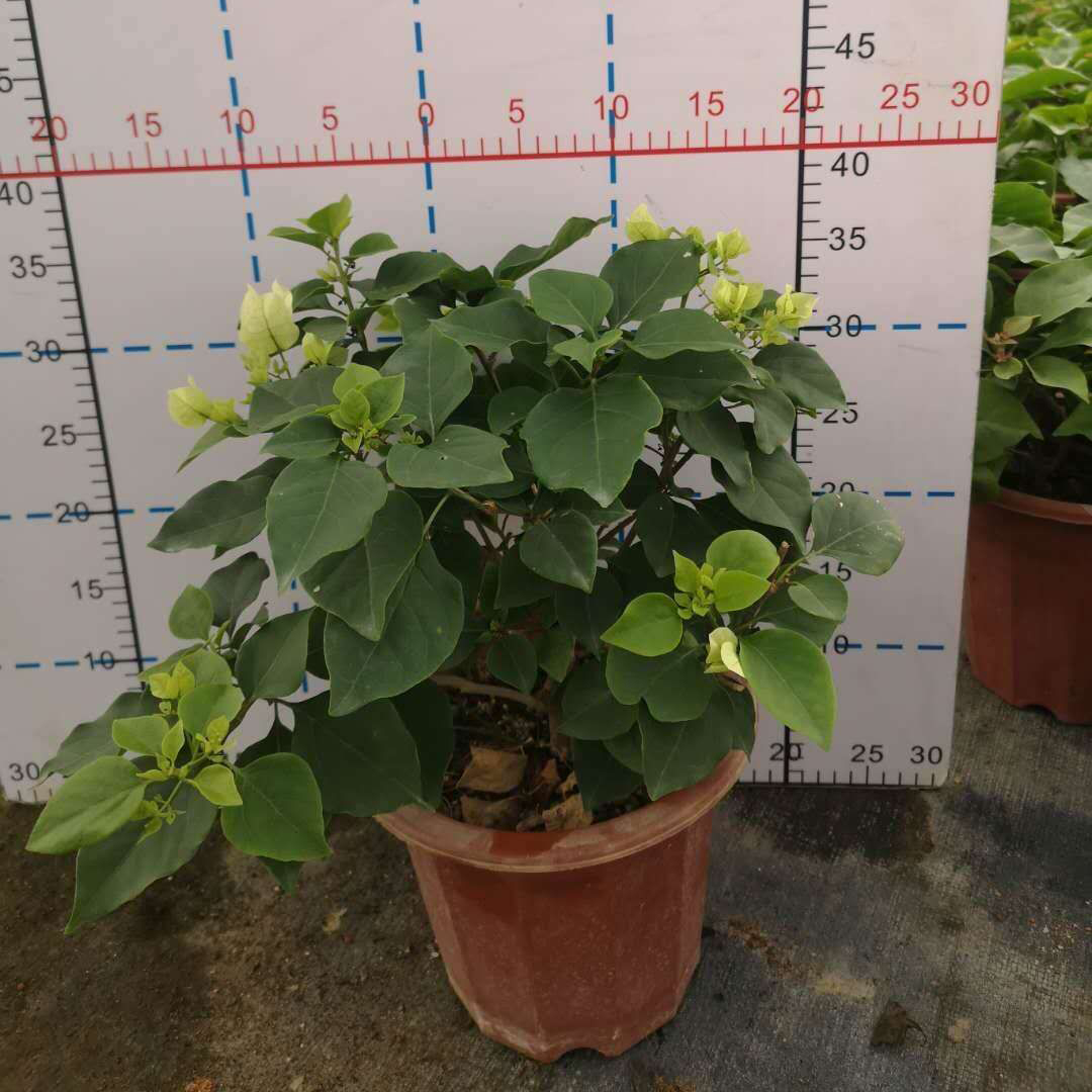 三角梅