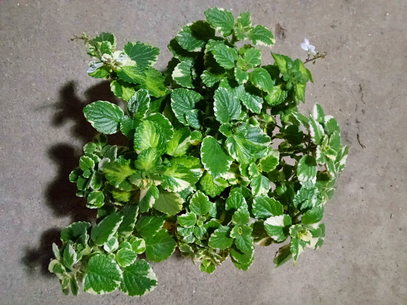 花叶薄荷