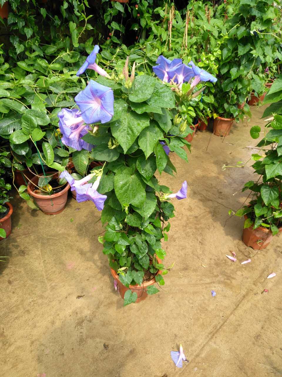 牵牛花（紫花）H100 G35 260#
