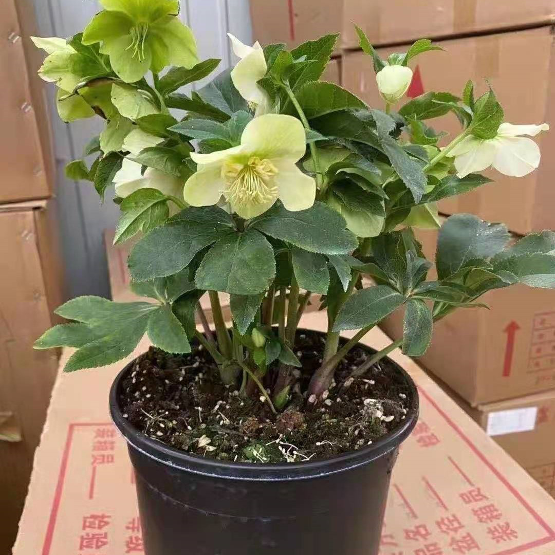重瓣铁快子1加仑盆
