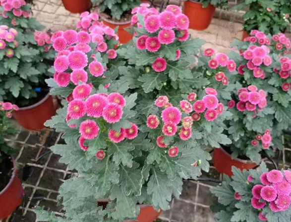 雏菊
