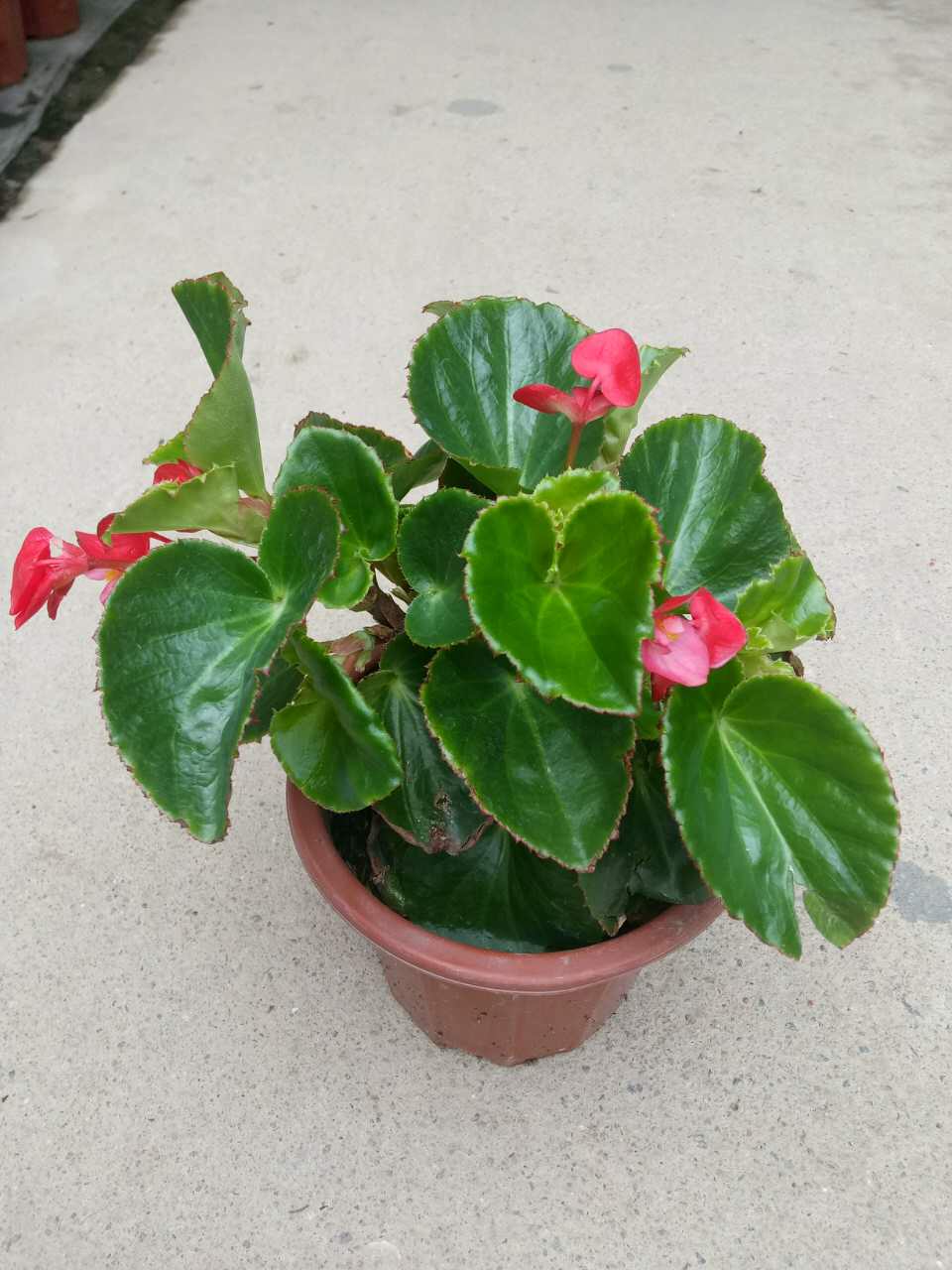 大花海棠230#  (冠幅高度30)