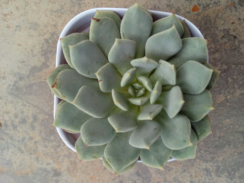 莱恩小精灵