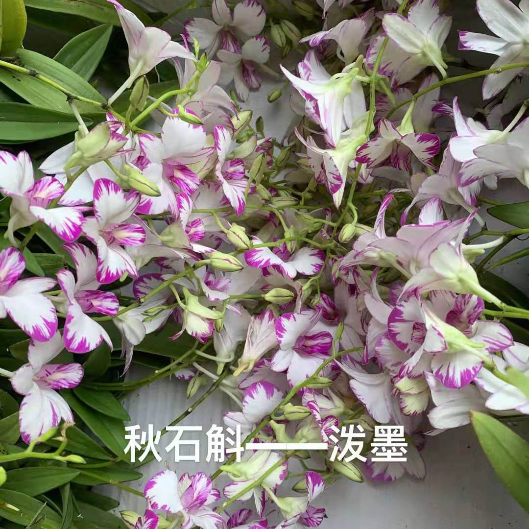 秋石斛
