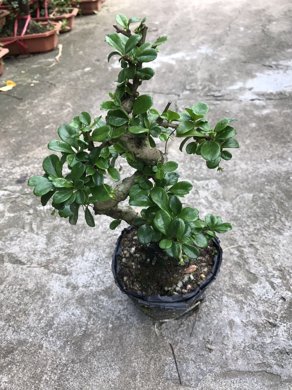 福建茶 袋苗（H27 G23）