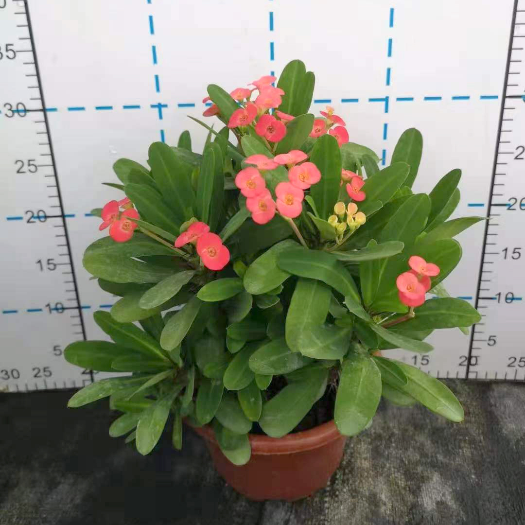 虎刺梅多杈枝（铁海棠） 高度35CM
