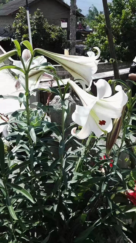 野生百合种球
