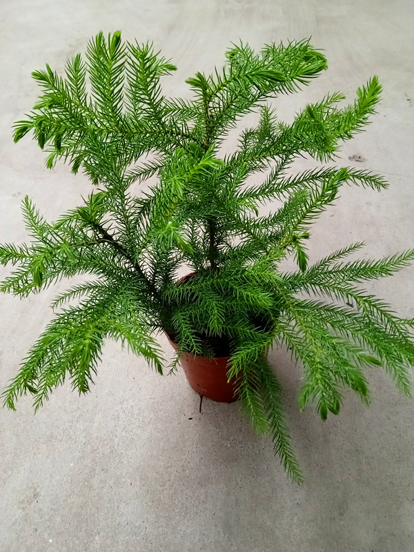 南洋杉