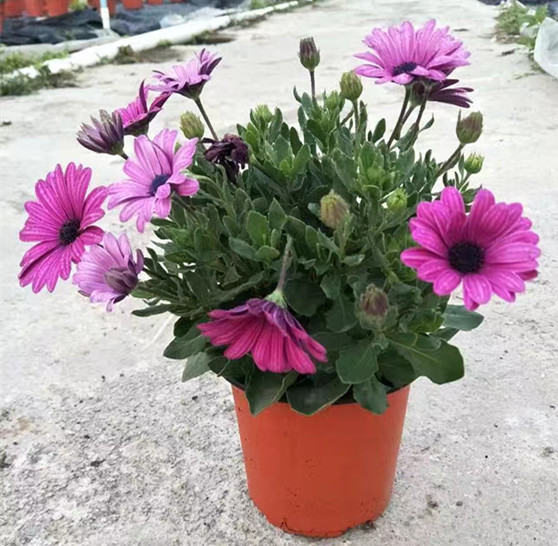 南非万寿菊