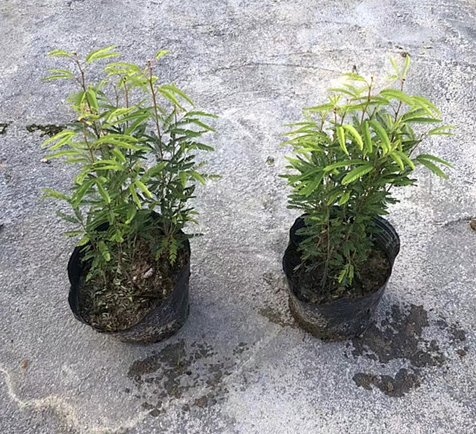 香水合欢 高25-30公分