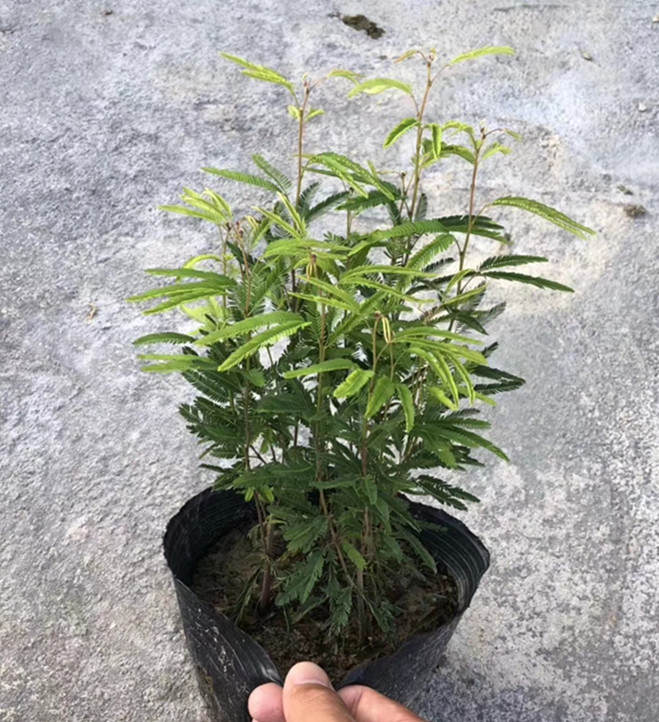 香水合欢 高25-30公分
