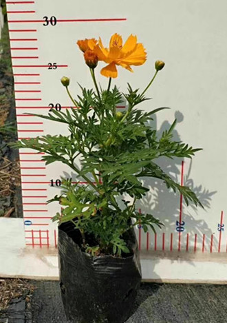 秋英（波斯菊）