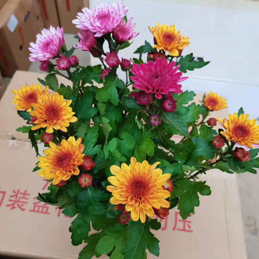 达芬奇彩菊