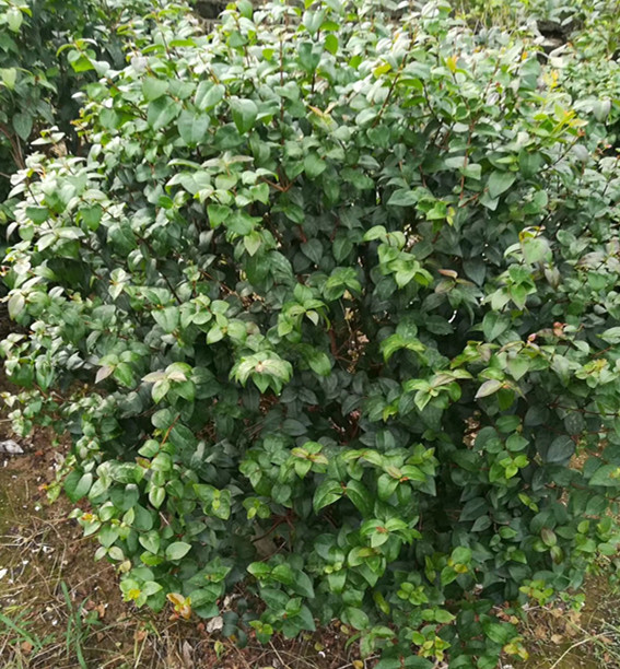 红果仔高1.2米冠幅1.2米