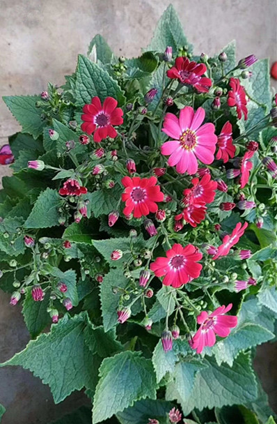 瓜叶菊