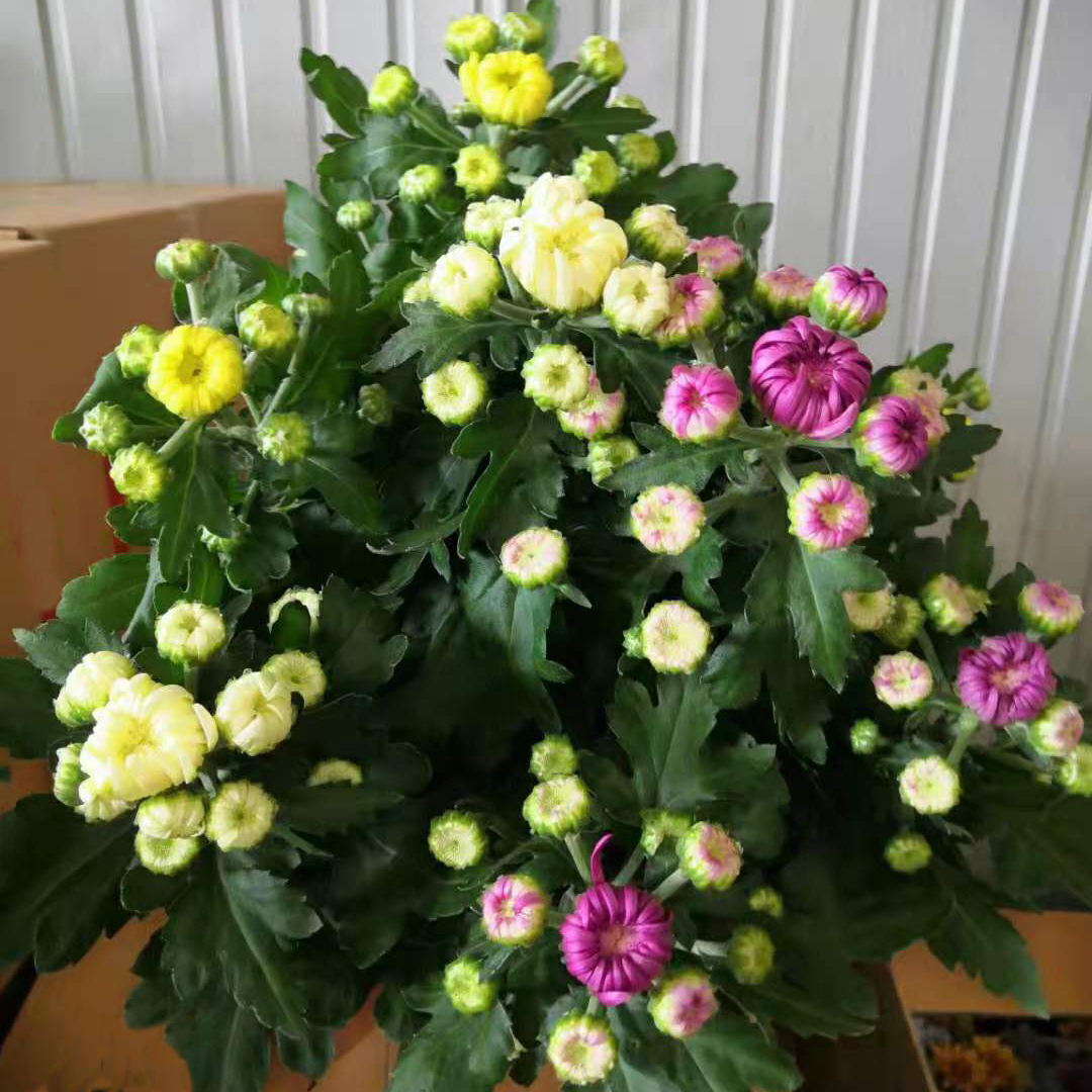 龙爪菊花