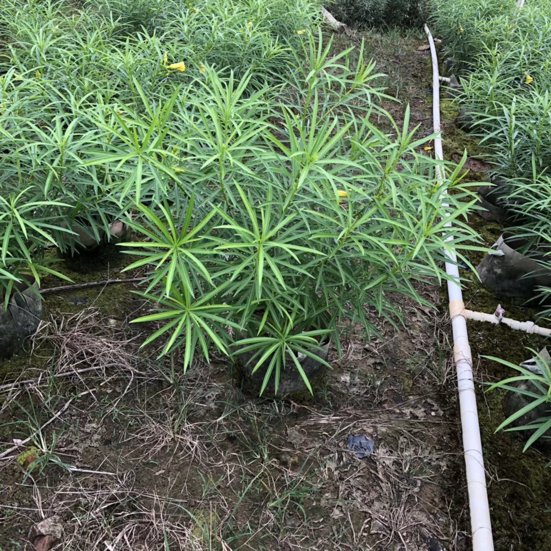 黄花夹竹桃 （袋苗）
