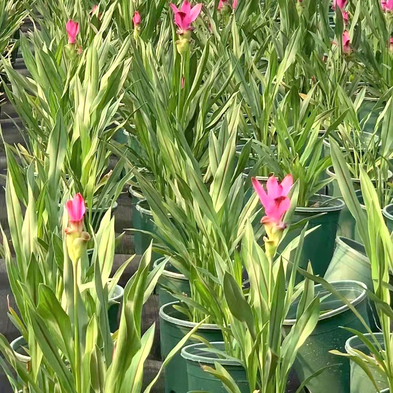 姜荷花