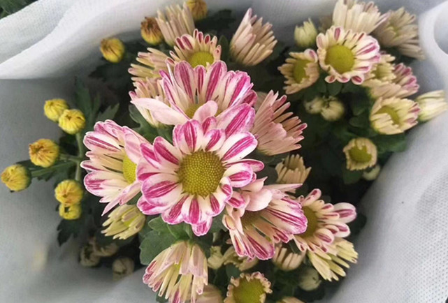 彩色如意菊