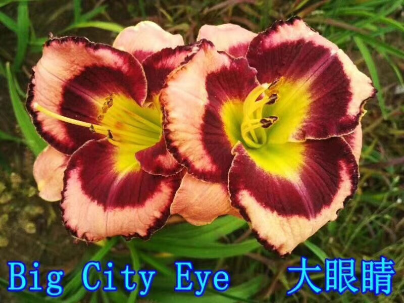 萱草种球
