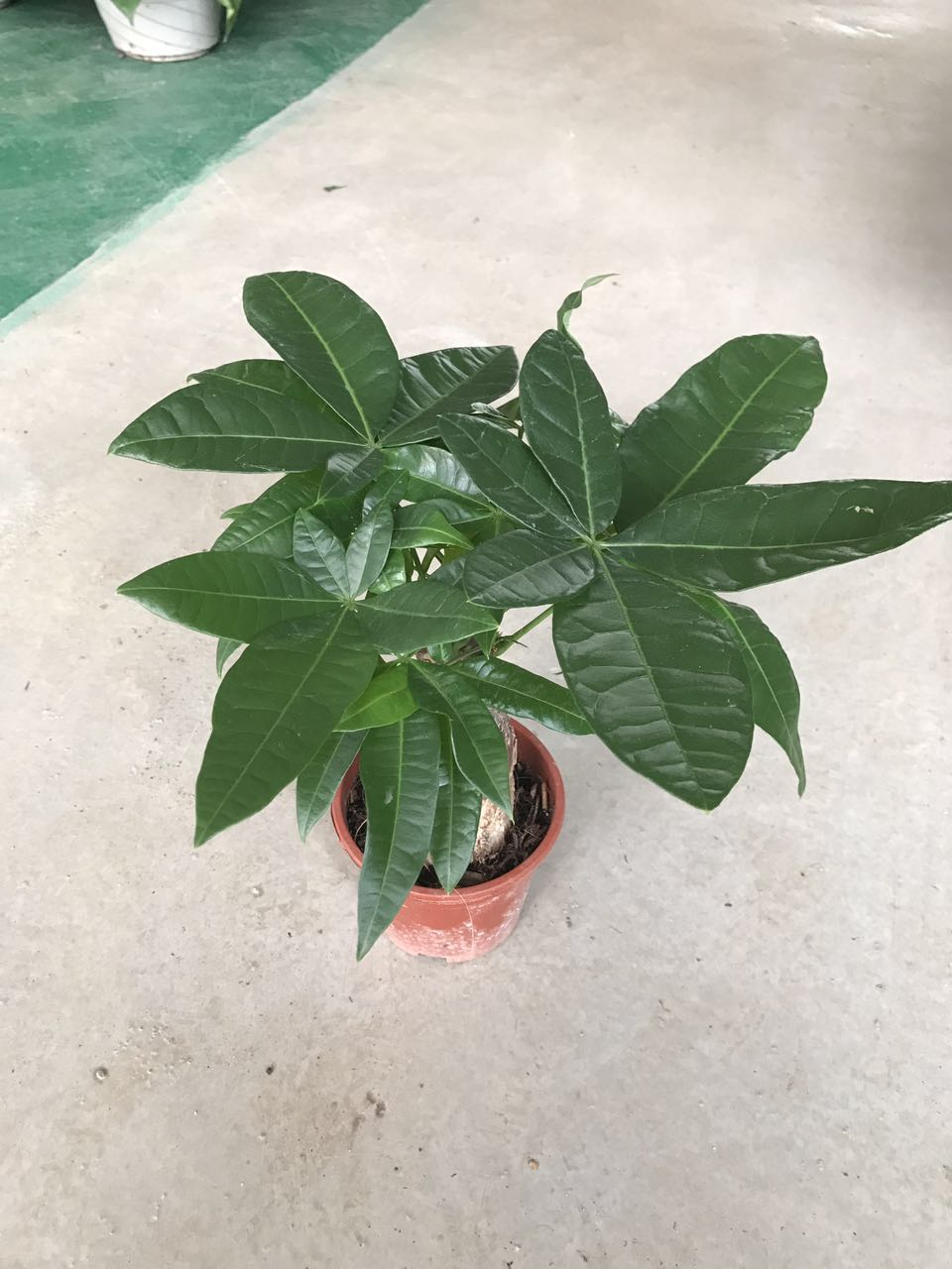 发财树（彩盆）